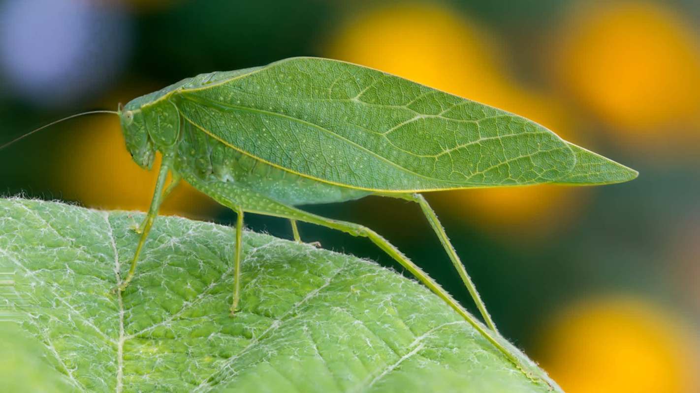 A green katydid perched on a leaf with blurred yellow flowers in the background.