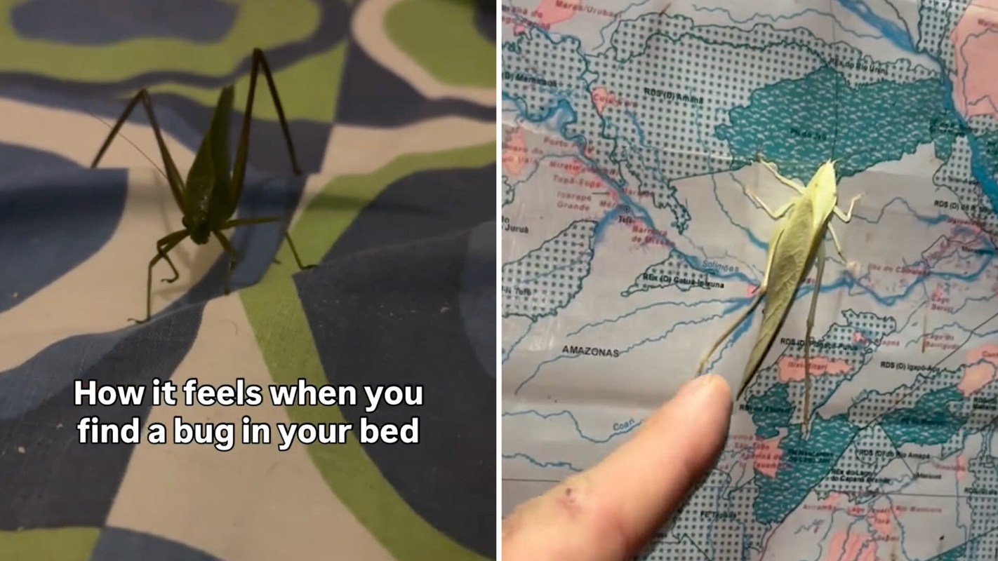 A grasshopper on a bed next to a map being pointed at by a finger.