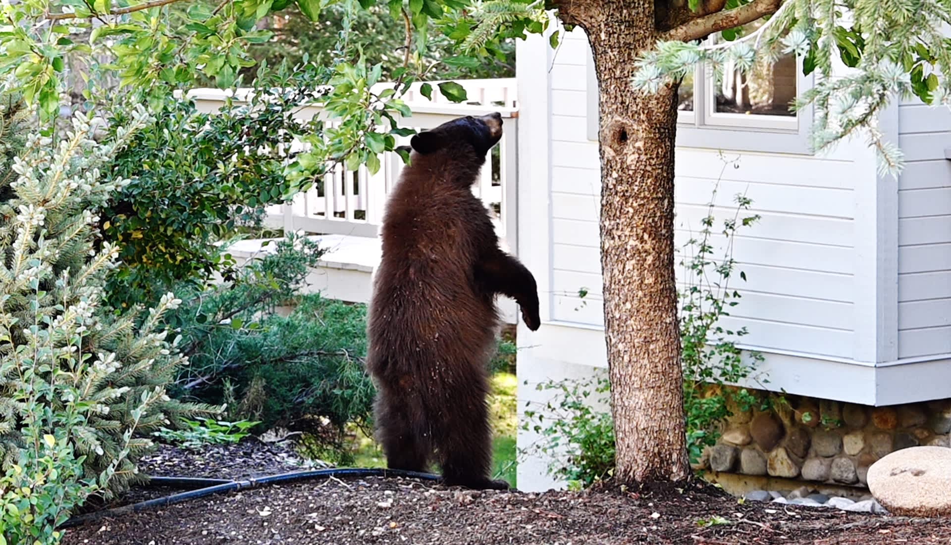 Kentucky bear breaks into home, wrecks living room, and eats leftover KFC