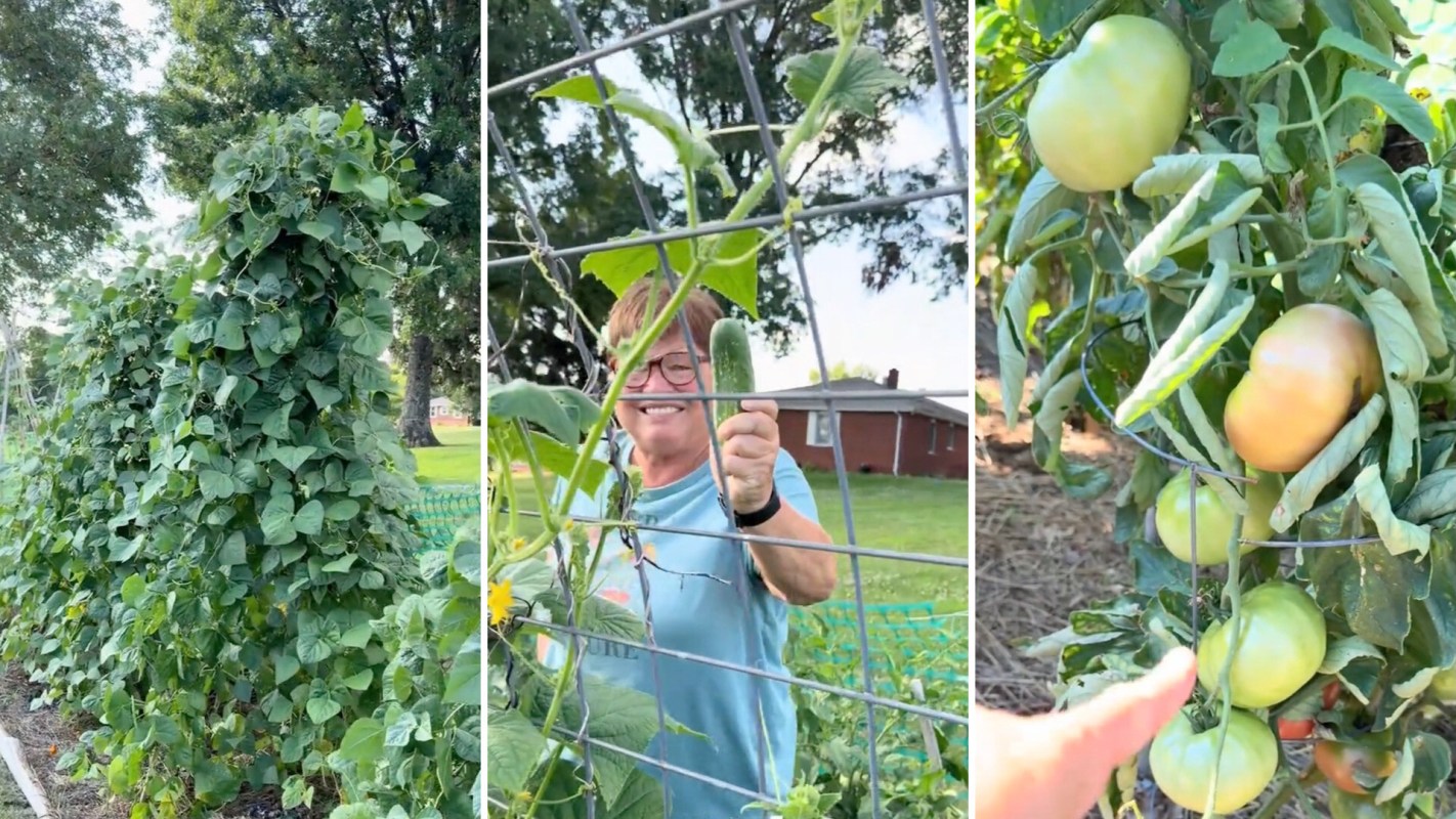 A person holds a cucumber in a garden with tall plants and tomatoes visible in the background.
