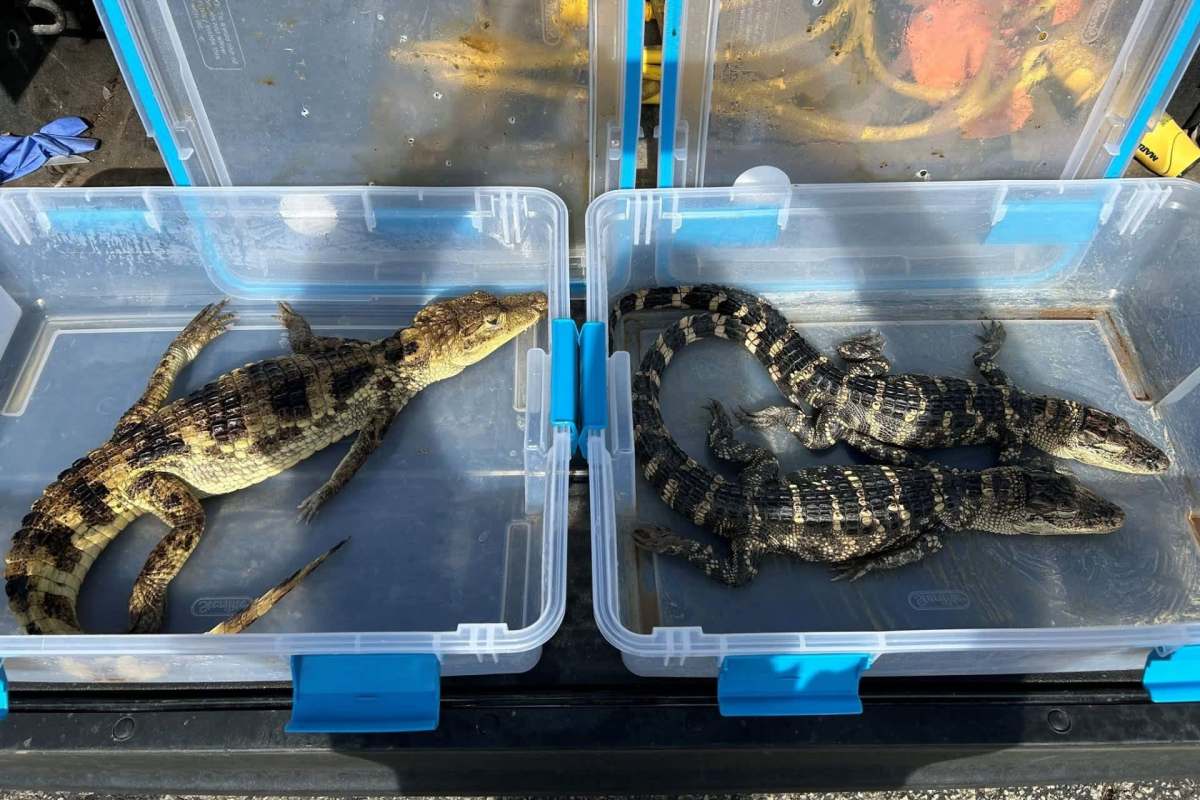 Three young alligators are inside clear plastic containers with blue clasps.