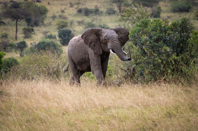 An elephant.