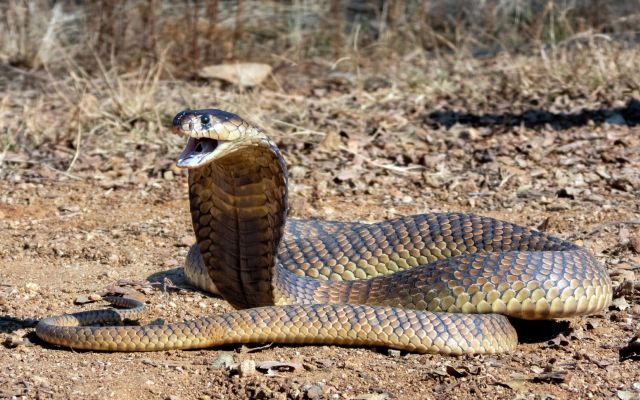 A king cobra.