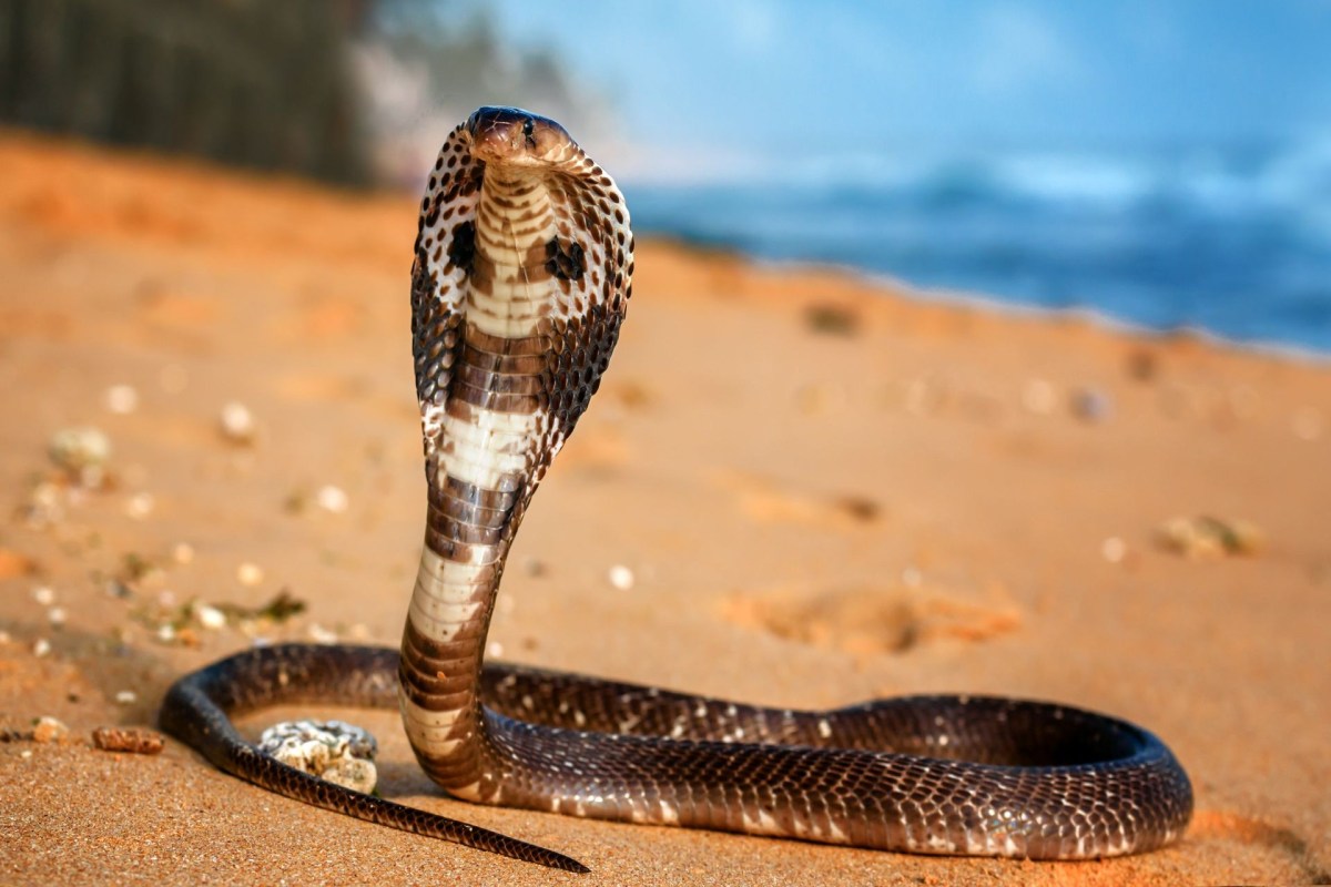A king cobra.