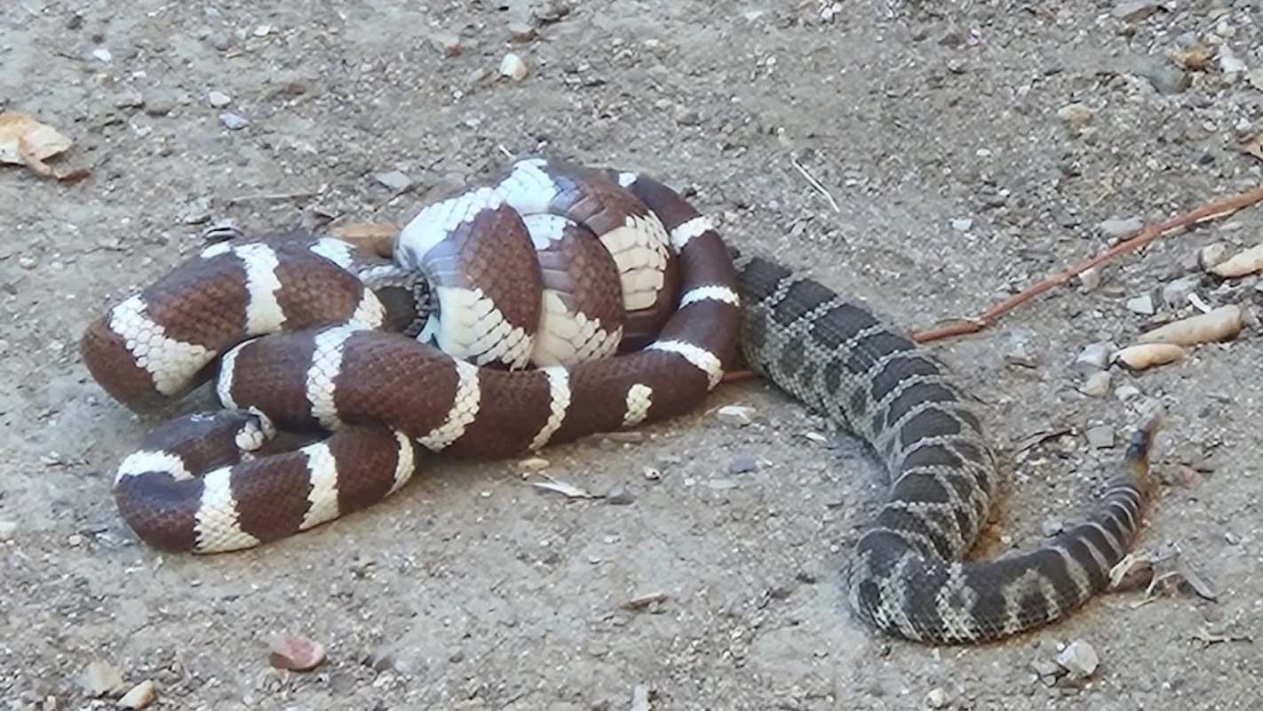 A brown and white snake is coiled around another snake on a dirt surface.