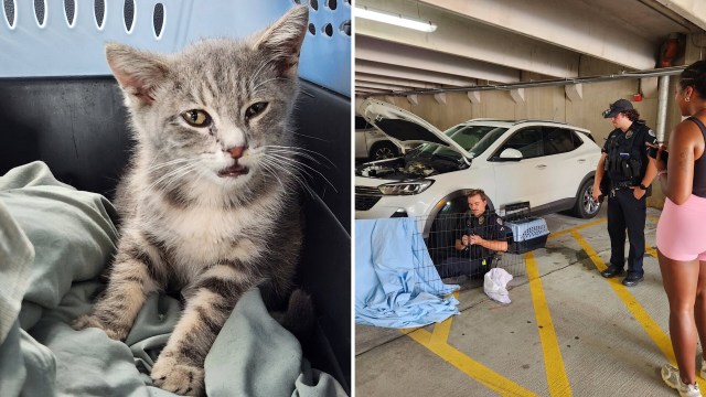 A gray cat in a carrier next to two police officers and a woman in an underground parking garage.