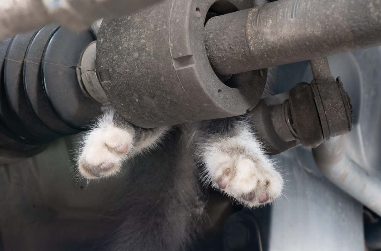 A kitten's paws are seen resting on a car's undercarriage components.