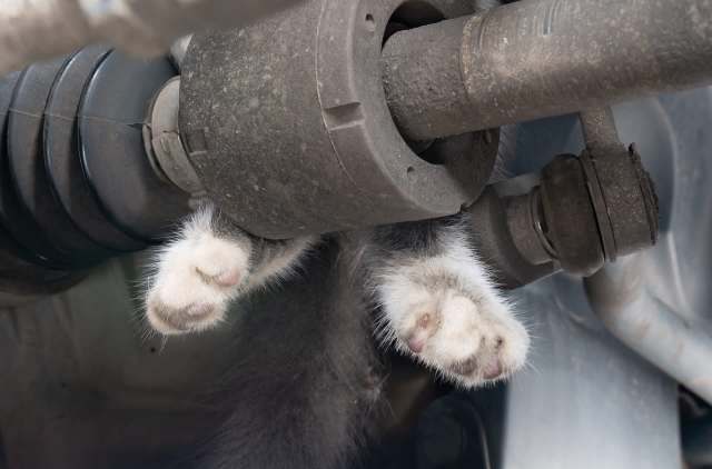 A kitten's paws are seen resting on a car's undercarriage components.