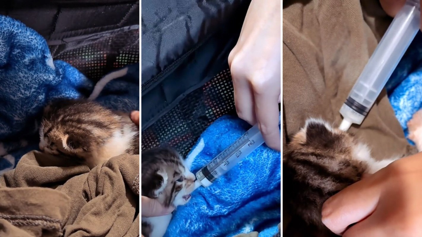 A kitten being bottlefed.