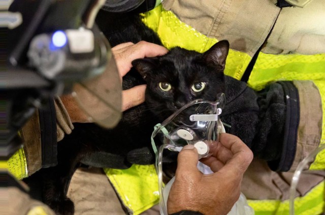 A firefighter saving a cat.