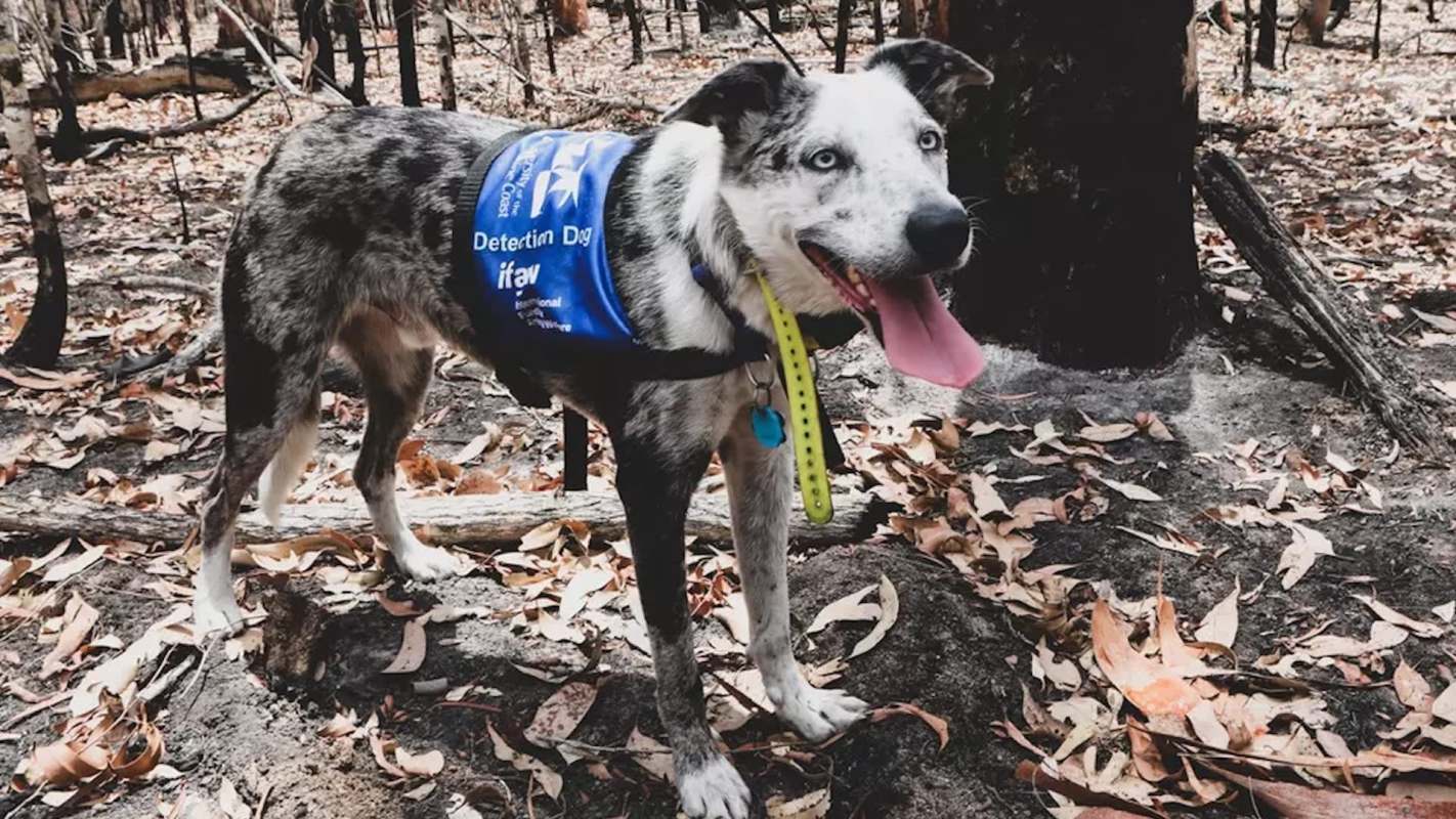 A dog wearing a detection vest stands in an area with dry leaves and burned trees.