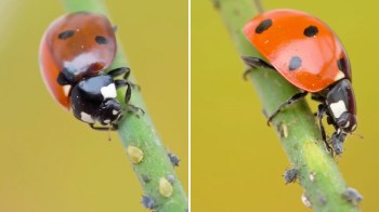 A ladybug on a green stem with small aphids nearby.