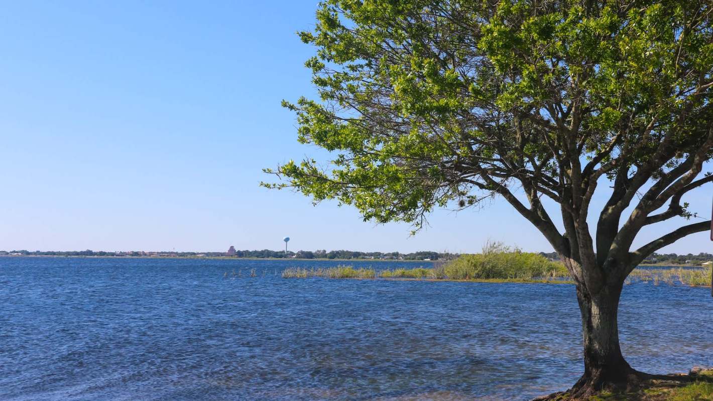 A lake surrounded by greenery and a tree with a blue sky in the background.
