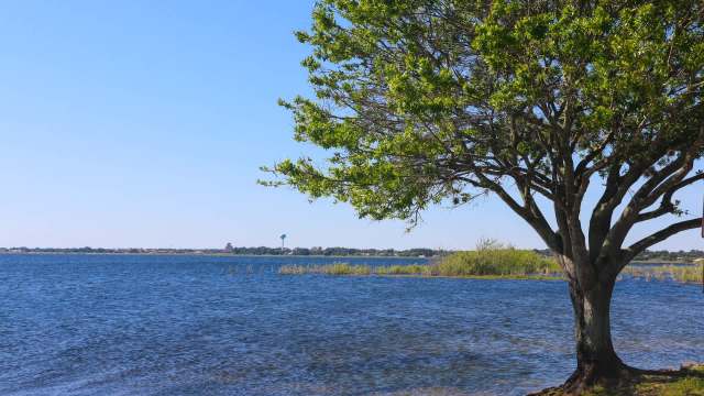 A lake surrounded by greenery and a tree with a blue sky in the background.