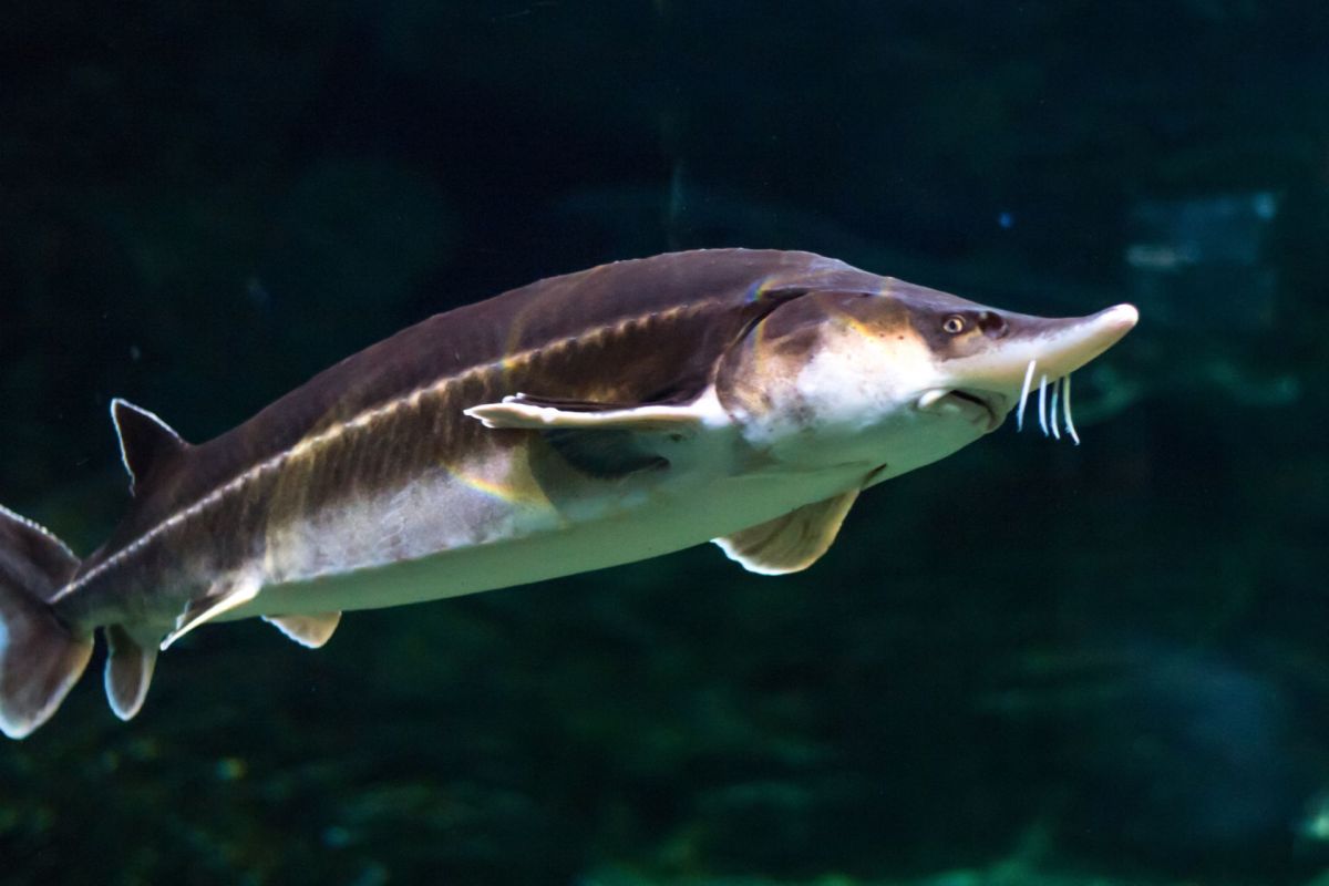 A lake sturgeon.