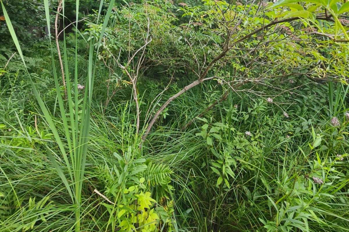 Dense green vegetation with tall grass, shrubs, and small trees.
