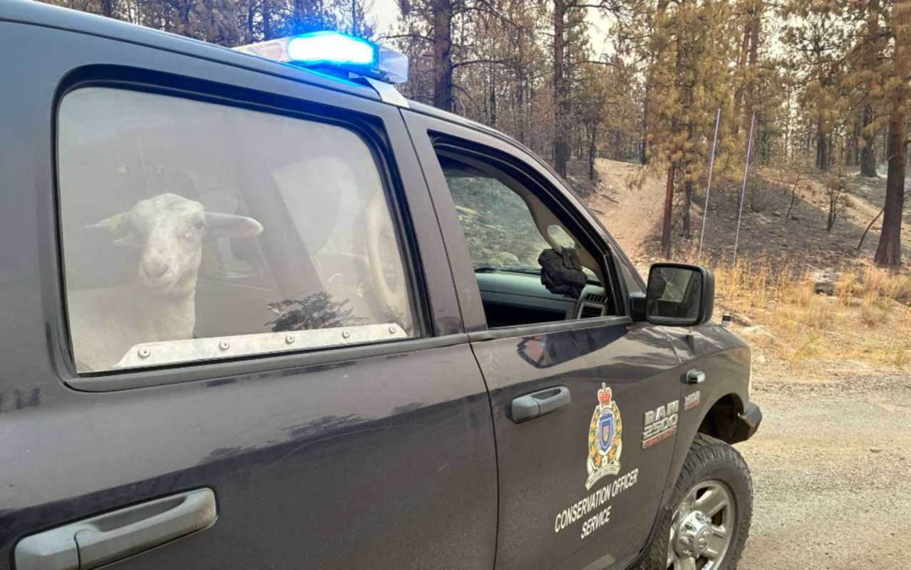 A lamb in the back seat of a conservation officer's vehicle.