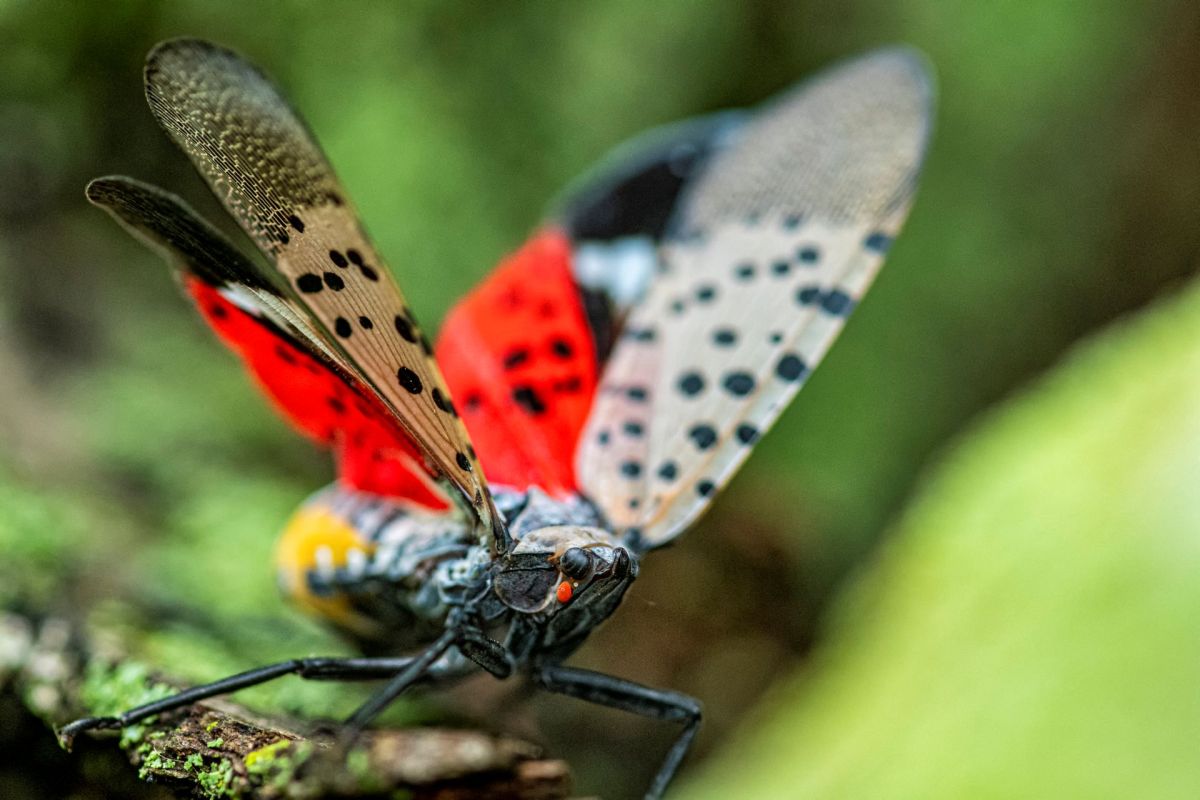 A spotted lanternfly.