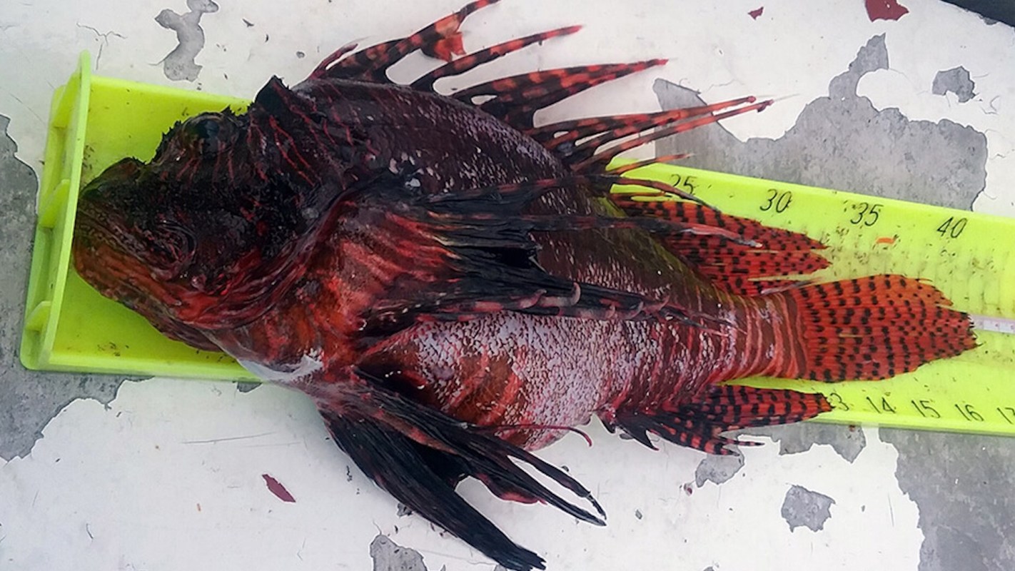 A red fish resting on a measuring ruler on a flat surface.
