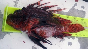 A red fish resting on a measuring ruler on a flat surface.