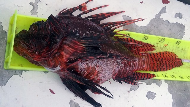 A red fish resting on a measuring ruler on a flat surface.