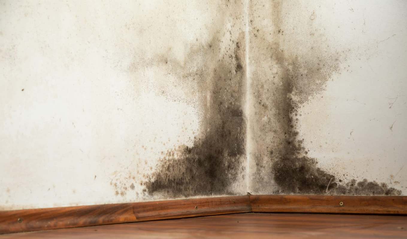 Black mold growth in a corner on the wall above a wooden floor.