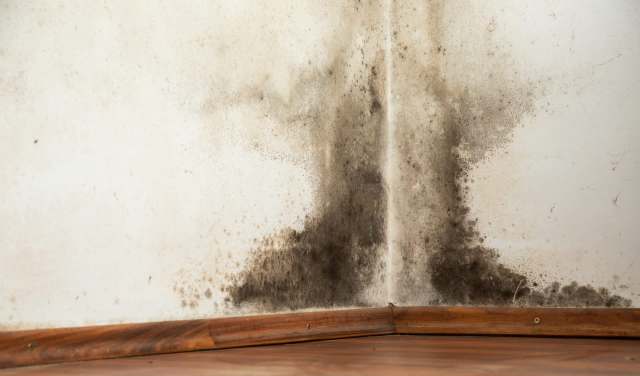 Black mold growth in a corner on the wall above a wooden floor.