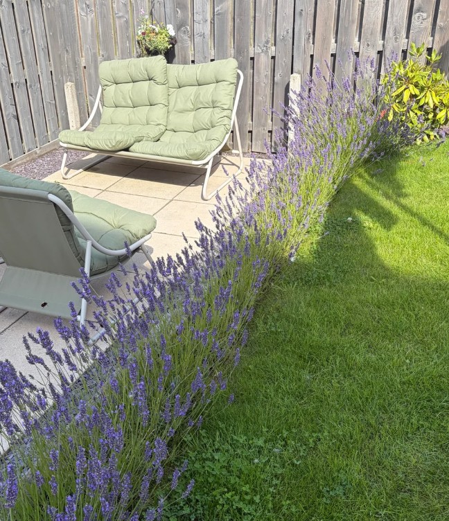Lavender in full bloom.