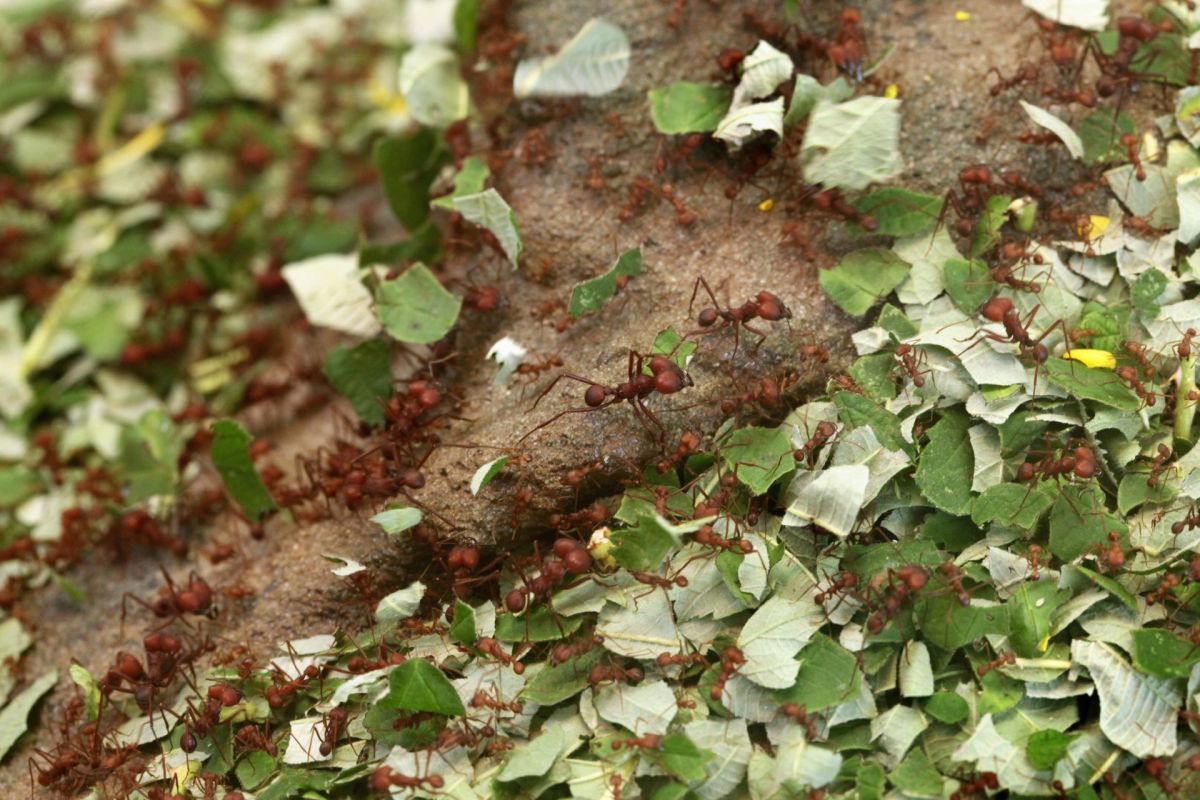 Leafcutter ants.