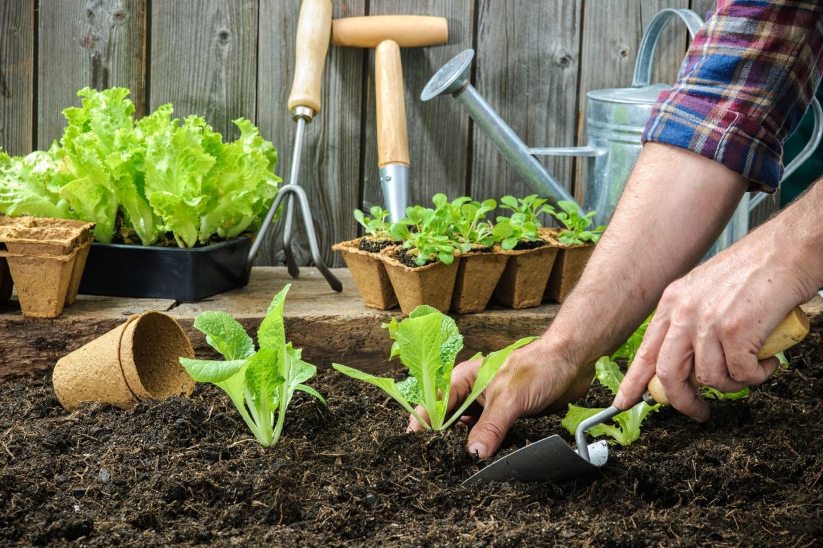 A gardener planting lettuce.