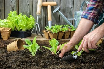 A gardener planting lettuce.
