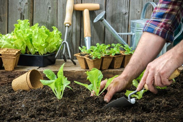 A gardener planting lettuce.