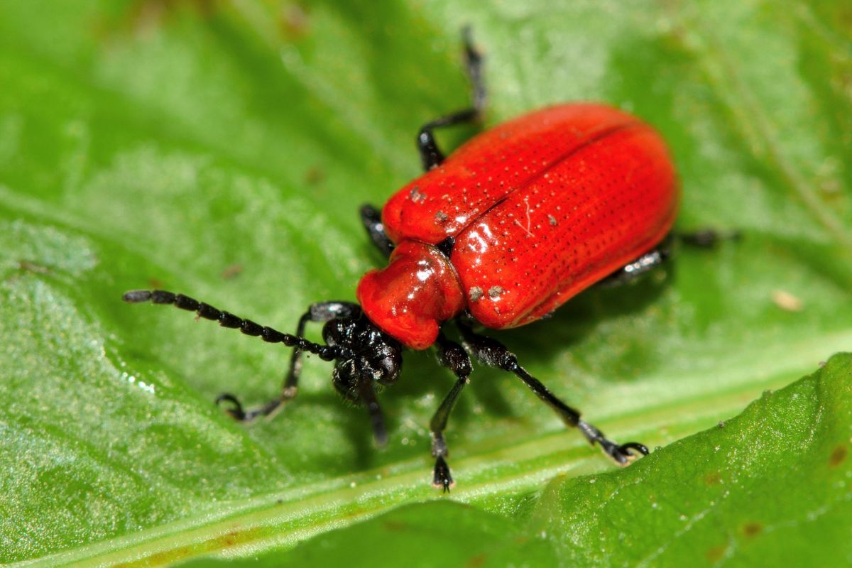 A scarlet lily beetle.