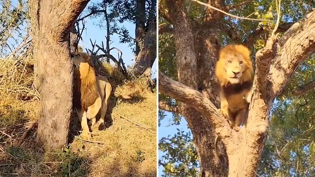 A lion stands at the base of a tree and another lion perches on a branch above.