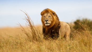 A lion stands in tall grass against a clear sky.