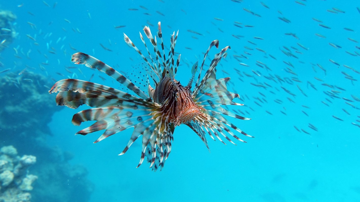 A lionfish swimming in clear blue water, surrounded by small fish.