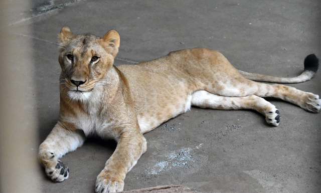 A lioness lying on a concrete surface.