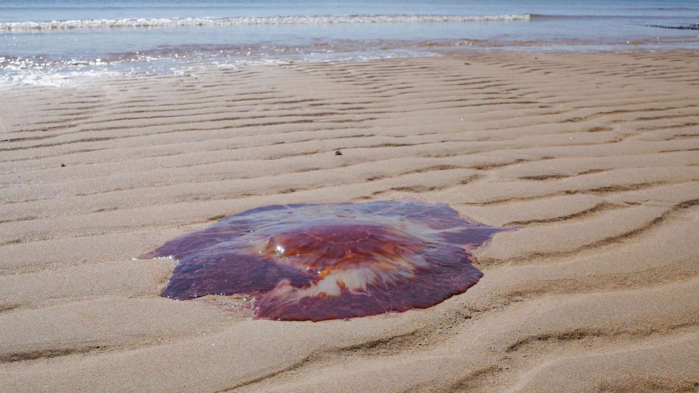 A reddish jellyfish on a sandy beach with gentle waves in the background.