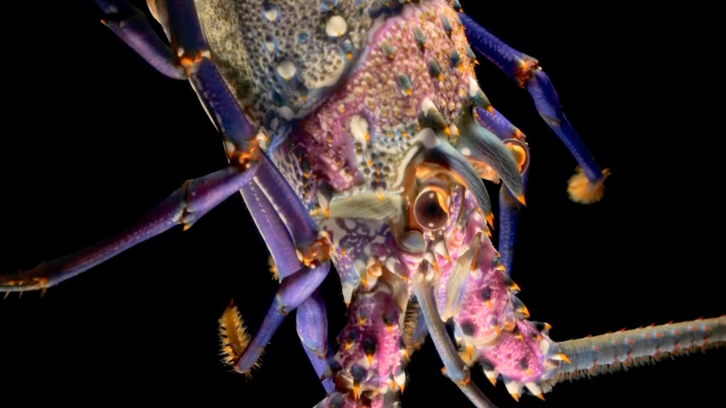 A colorful lobster with distinct patterns and textures on its shell against a black background.