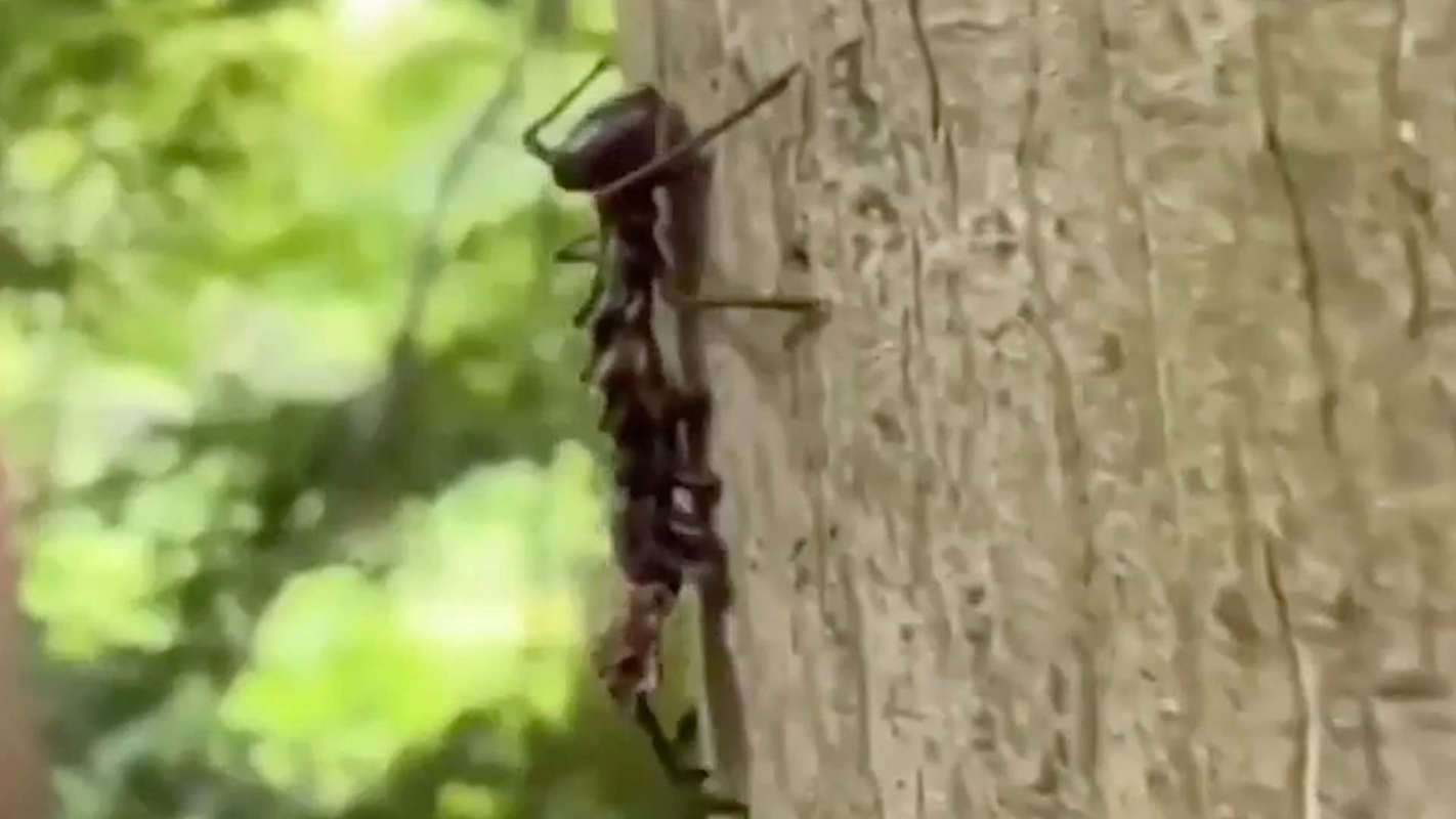 An ant climbs on the trunk of a tree surrounded by green foliage.