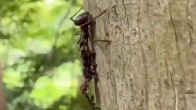 An ant climbs on the trunk of a tree surrounded by green foliage.