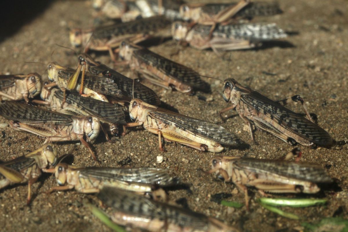 Locusts.