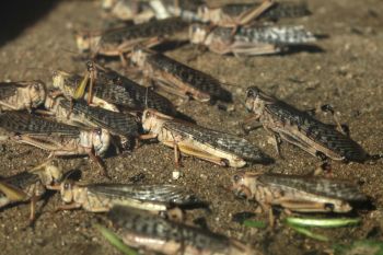 Locusts.