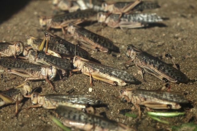 Locusts.