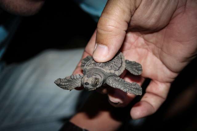 A small sea turtle is held securely in a person's hand.