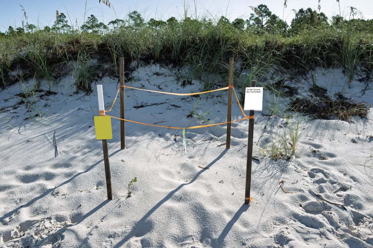 A fenced-off area marked to protect a sea turtle nest on a sandy beach.