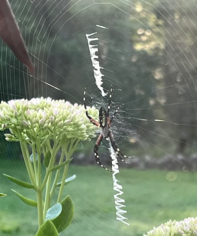 A spider on its web near a cluster of green and pink flower buds.