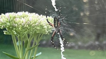 A spider on its web near a cluster of green and pink flower buds.