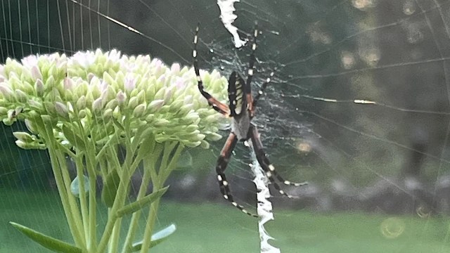 A spider on its web near a cluster of green and pink flower buds.