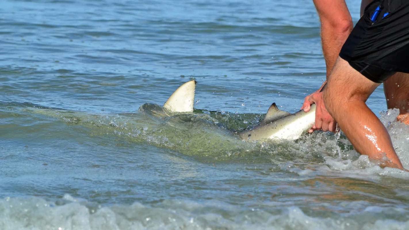 A person holds a shark in shallow water.